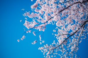 東広島　霊園墓地　樹木葬”桜”